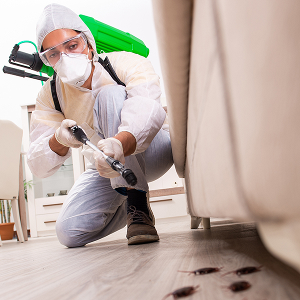 Pest Control Services: Effective Solutions for a Pest-Free Home