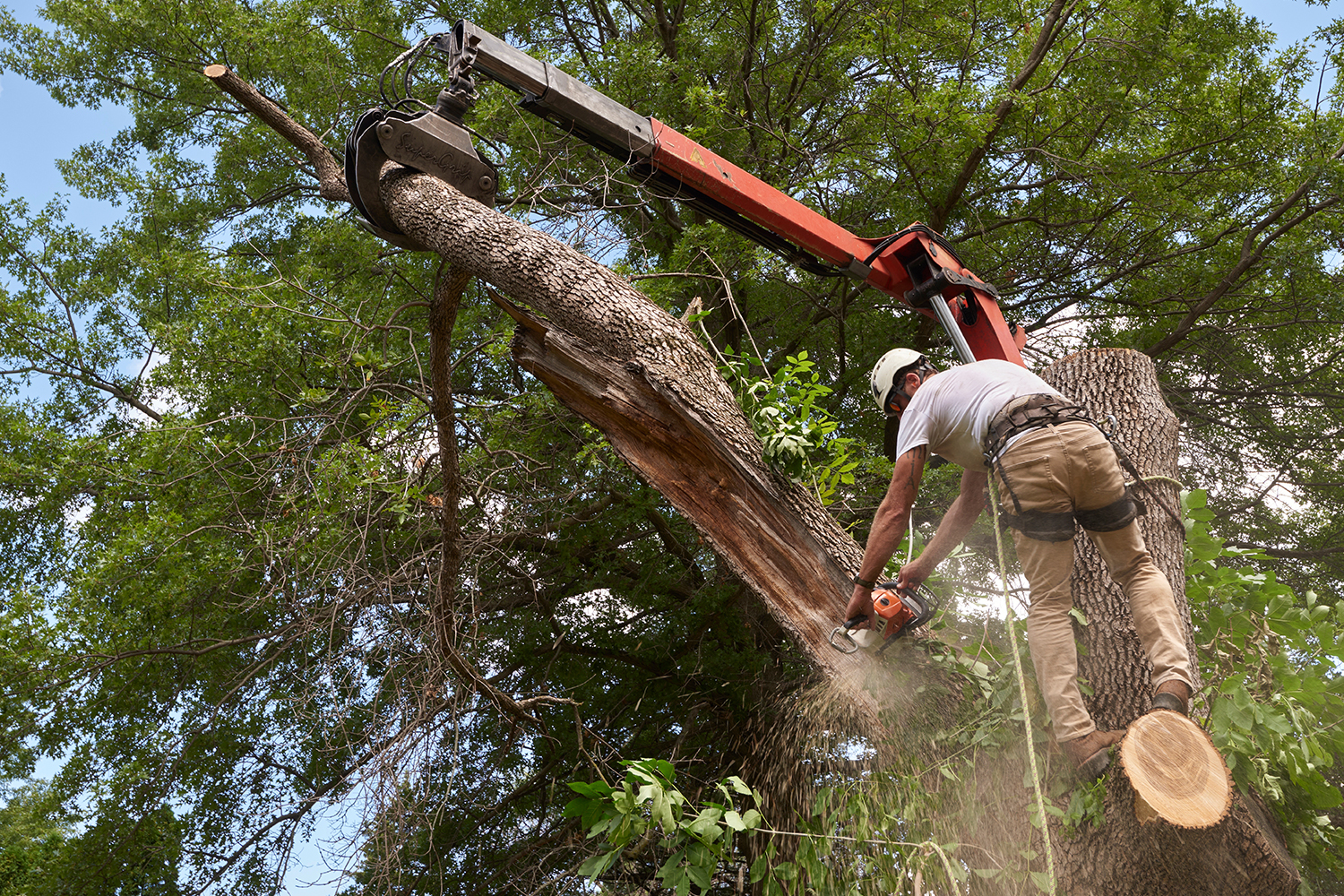 Tree Removal Service Near Me – Safe and Reliable Solutions for Every Property
