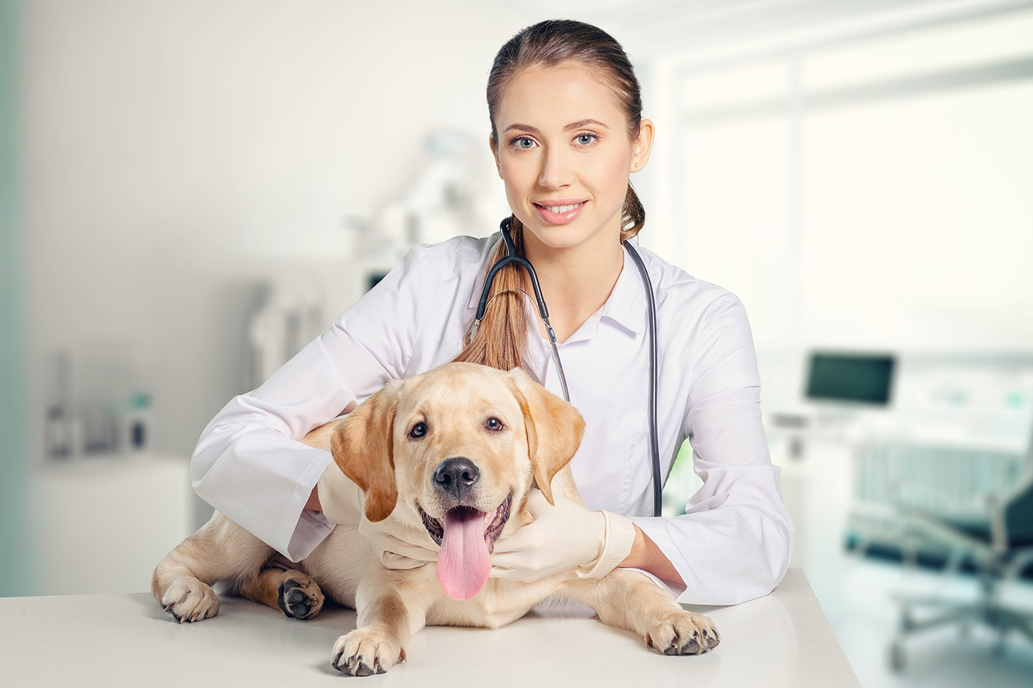 Pet Insurance Quotes for Affordable and Reliable Pet Care Protection