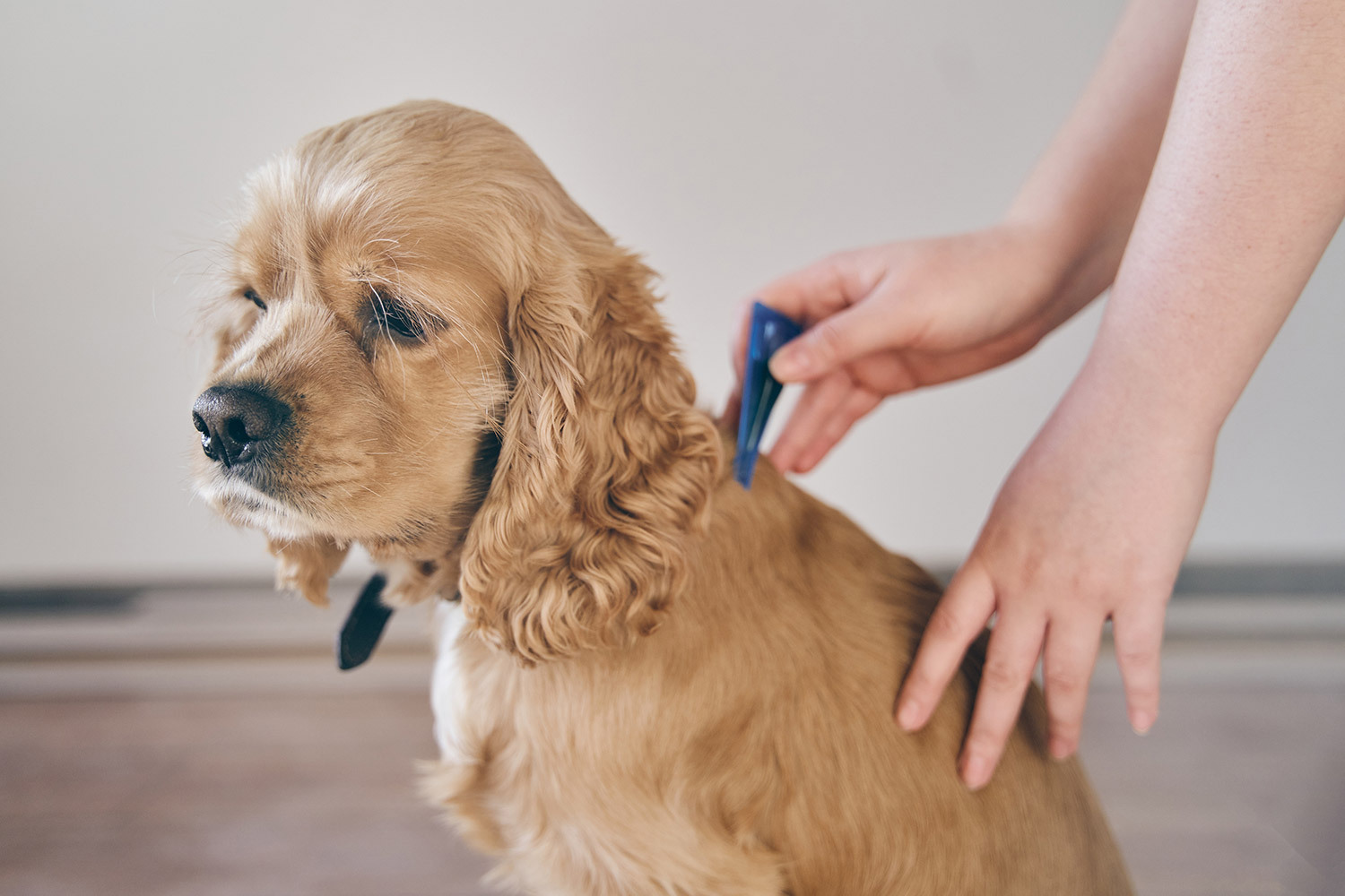 Effective Flea and Tick Treatment for Dogs: Comprehensive Guide