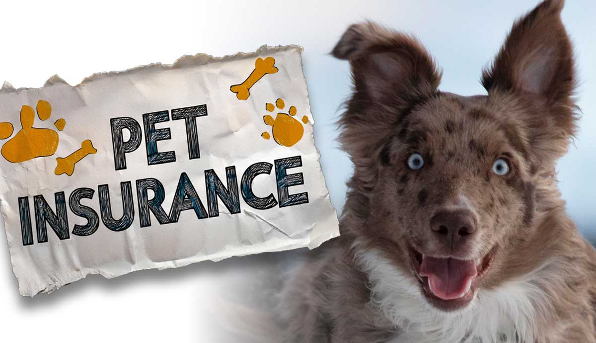 Peace of Mind is Priceless: Your Guide to Getting and Comparing Free Pet Insurance Quotes