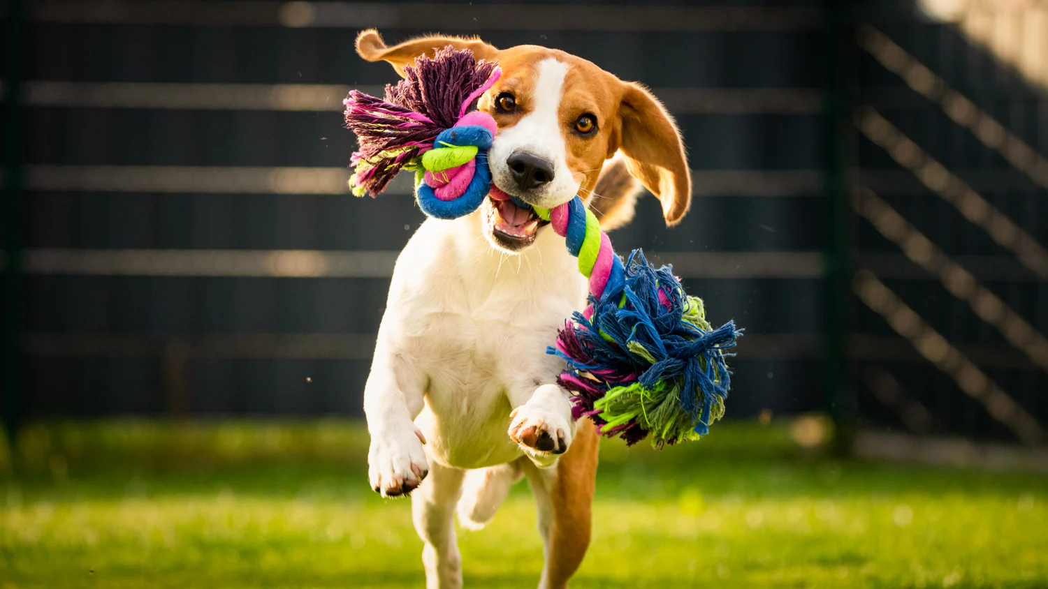 Chew Toys for Puppies and Dogs: Comfort, Fun, and Training